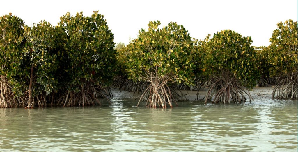Qeshm in 2 Days: Hara Mangrove forests